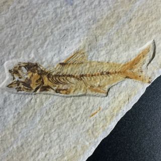 RARE Amphiplaga Fossil Fish Green River Formation Wyoming AKA Trout - Perch 6