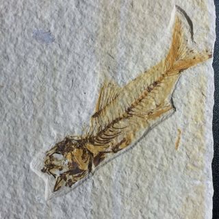 RARE Amphiplaga Fossil Fish Green River Formation Wyoming AKA Trout - Perch 7