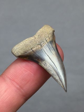 Peruvian Mako Shark Tooth Fossil Peru Teeth Megalodon Era Jaws Necklace Dinosaur
