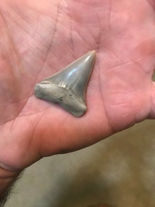 Razor Sharp Glossy 1.  55 " Fossil Mako Shark Tooth Lee Creek Mine Aurora,  Nc