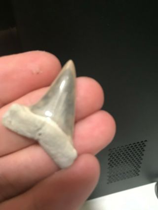 Razor Sharp Glossy 1.  65 " Fossil Mako Shark Tooth Lee Creek Mine Aurora,  Nc
