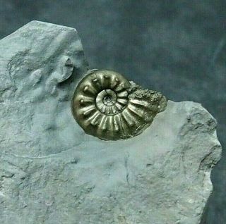 Amaltheus Ammonite Fossil Natural Pyrite Jurassic Period Pliensbach