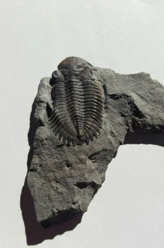 Greenops Widderensis Devonian Trilobite Fossil From Ontario