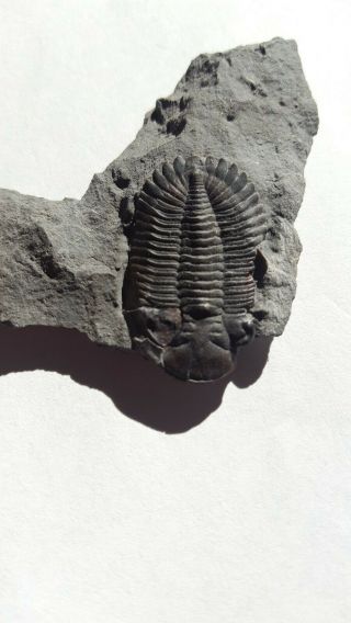 Greenops widderensis Devonian trilobite fossil from Ontario 2
