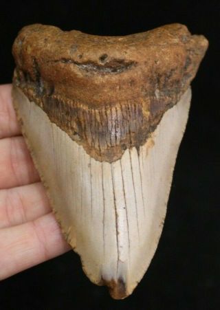 Megalodon Shark Tooth 3.  87 " Extinct Fossil Authentic Not Restored (acg2 - 2)