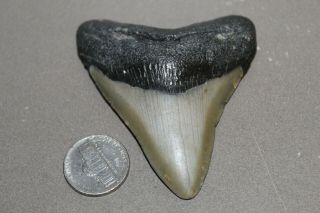 Megalodon Fossil Giant Shark Teeth Ocean No Repair 2.  98 " Commercial Grade
