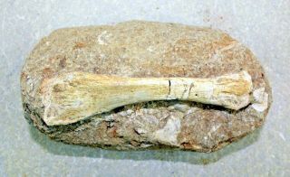 Mosasaur Paddle Bone In Matrix 1922 From Morocco • 4.  0 Inches