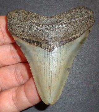 Big 2.  878 " Megalodon Shark Tooth Fossil From North Carolina Real Shark Tooth
