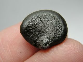Meteorite - Sikhote - Alin - Iron - IIAB - SA - 1198 - 6.  91g - COA/Observed Fall 1947 3