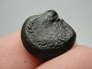 Meteorite - Sikhote - Alin - Iron - IIAB - SA - 1198 - 6.  91g - COA/Observed Fall 1947 4