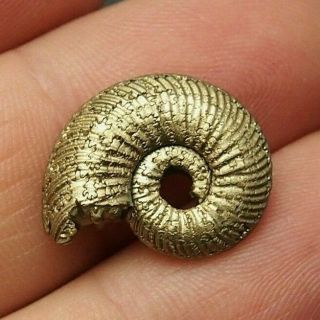 20mm Quenstedtoceras Pyrite Ammonite Fossils Callovian Fossilien Russia Pendant