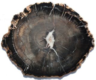 Large,  Polished Circle Cliffs,  Utah Petrified Wood Round With Crystal Center