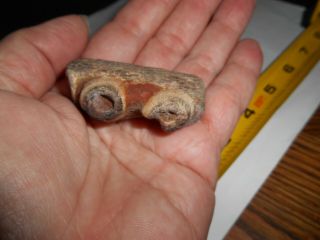Fossil Mosasaur Jaw Section From Cretaceous Of N.  E.  Texas 2 Sockets