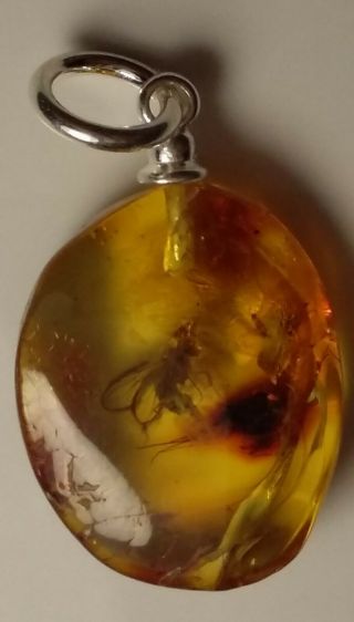 Very Rare Open Wings Insect Inclusion Baltic Amber Silver Pendant 1 G.