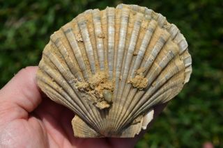 Fossil Pecten Bellus California Pliocene Scallop Chlamys Shell Peska Articulated
