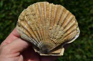 Fossil Pecten Bellus California Pliocene Scallop Chlamys Shell Peska Articulated 7