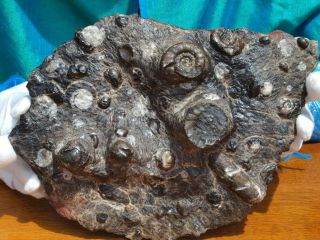 Large Rare Fossil Ammonite Group With Other Sea Life.  400 Million Years Old.