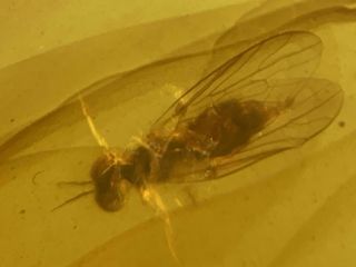 Big Uncommon Diptera Fly Burmite Myanmar Burma Amber Insect Fossil Dinosaur Age