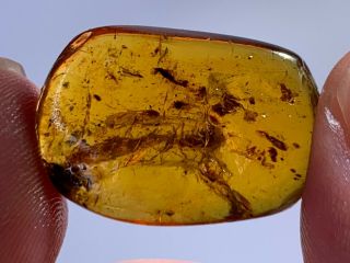 big unknown fly bug Burmite Myanmar Burmese Amber insect fossil dinosaur age 2