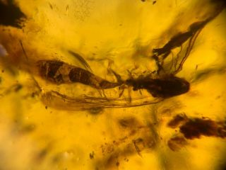 big unknown fly bug Burmite Myanmar Burmese Amber insect fossil dinosaur age 3