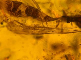big unknown fly bug Burmite Myanmar Burmese Amber insect fossil dinosaur age 4