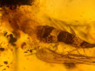 big unknown fly bug Burmite Myanmar Burmese Amber insect fossil dinosaur age 5