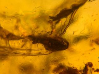 big unknown fly bug Burmite Myanmar Burmese Amber insect fossil dinosaur age 6