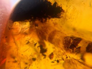 big unknown fly bug Burmite Myanmar Burmese Amber insect fossil dinosaur age 7