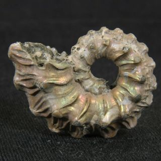 1.  1in (2.  7cm) Nacre Pyrite Ammonite Kosmoceras Ornatum Jurassic Callovian Russia