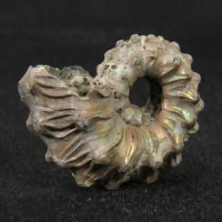 1.  1in (2.  7cm) nacre pyrite Ammonite Kosmoceras ornatum Jurassic Callovian Russia 2