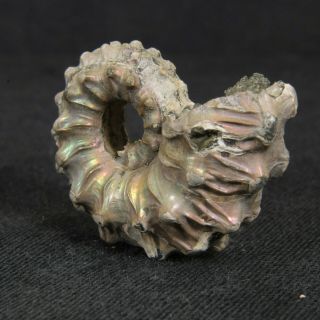 1.  1in (2.  7cm) nacre pyrite Ammonite Kosmoceras ornatum Jurassic Callovian Russia 4