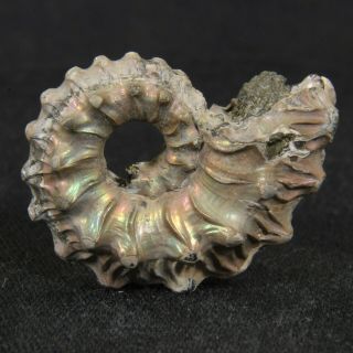 1.  1in (2.  7cm) nacre pyrite Ammonite Kosmoceras ornatum Jurassic Callovian Russia 5