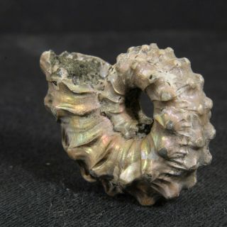 1.  1in (2.  7cm) nacre pyrite Ammonite Kosmoceras ornatum Jurassic Callovian Russia 8