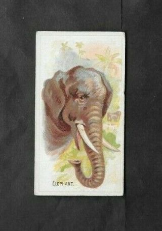 Allen & Ginter 1888 Scarce (wild Animals Of The World) Type Card " Elephant "