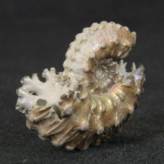 0.  9in (2.  2cm) nacre pyrite Ammonite Kosmoceras Jurassic Callovian Russian fossil 6