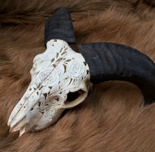 Small Real Hand Carved Lotus Ram Skull Horns Buffalo Bull Animal Antique