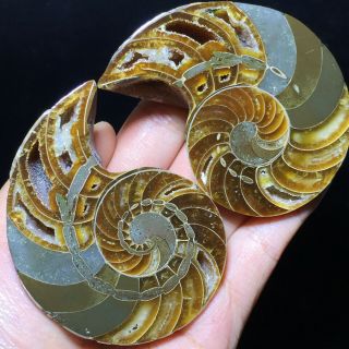 1pair Of Cut Split Pearly Nautilus Ammonite Fossil Specimen Shell Healing 257g