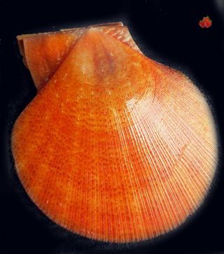 Pecten Chalmys Mollita Sulawesi,  49,  2 Mm F3gem Rare Orange Beauty