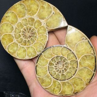 Top 1pairs Cut Split Pearly Nautilus Ammonite Fossil Specimen Shell Healing A412