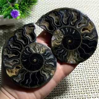 159 g 1 - Pair - Half - Cut - Ammonite - Shell - Jurrassic - Fossil - Specimen - Madagasca a06 3