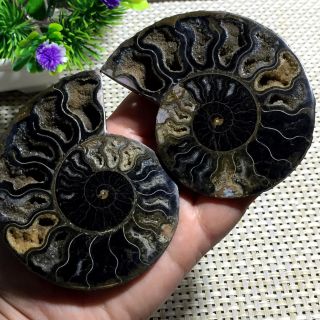 159 g 1 - Pair - Half - Cut - Ammonite - Shell - Jurrassic - Fossil - Specimen - Madagasca a06 5