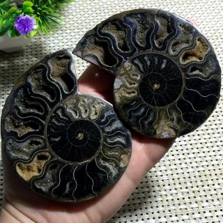 159 g 1 - Pair - Half - Cut - Ammonite - Shell - Jurrassic - Fossil - Specimen - Madagasca a06 6