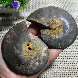 159 g 1 - Pair - Half - Cut - Ammonite - Shell - Jurrassic - Fossil - Specimen - Madagasca a06 7