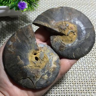 159 g 1 - Pair - Half - Cut - Ammonite - Shell - Jurrassic - Fossil - Specimen - Madagasca a06 8