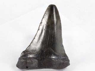Fossil Mako Shark Tooth Australian: Isurus hastalis (EA5320) Portland Victoria 2