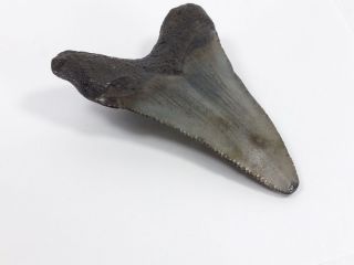 Fossil Mako Shark Tooth Australian: Isurus hastalis (EA5320) Portland Victoria 3