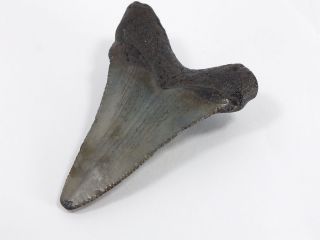 Fossil Mako Shark Tooth Australian: Isurus hastalis (EA5320) Portland Victoria 4