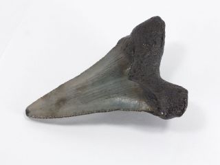 Fossil Mako Shark Tooth Australian: Isurus hastalis (EA5320) Portland Victoria 5