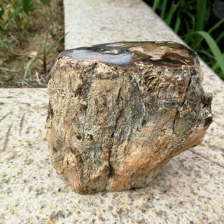 852g Natural Polished Petrified Wood Timber Pile Fossil Specimen Mhs603