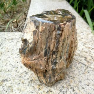 852g Natural Polished Petrified Wood Timber pile Fossil Specimen MHS603 3